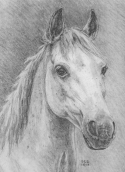 Horse Head